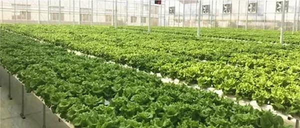 تصویر 2 از بهترین گل کلم گلخانه ای  + قیمت خرید عالی